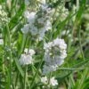 'Ellagance Ice' Lavender -Green Haven Shop lavandula ellagance Ice 1 sw