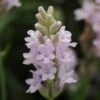 'Ellagance Pink' Lavender 2 'Ellagance Pink' Lavender -Green Haven Shop lavandula ellagance pink 1 sw