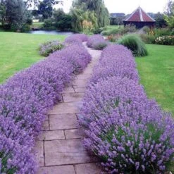 'Hidcote' Lavender -Green Haven Shop lavender hidcote 1 sw