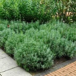 'Hidcote' Lavender -Green Haven Shop lavender hidcote 6 sw