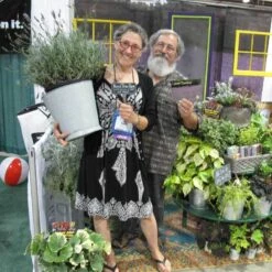 Phenomenal® Lavender -Green Haven Shop lavender phenomenal 3