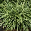 Silver Dragon Variegated Lilyturf -Green Haven Shop liriope silver dragon 1