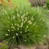 'Little Bunny' Fountain Grass -Green Haven Shop little bunny fountain grass 1
