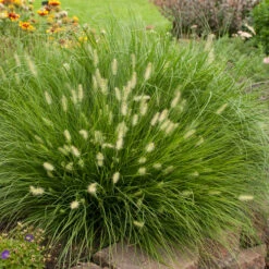 'Little Bunny' Fountain Grass