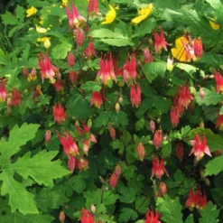 'Little Lanterns' Columbine -Green Haven Shop little lantern aquilegia