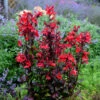 'Vulcan Red' Cardinal Flower -Green Haven Shop lobelia vulcan red 1