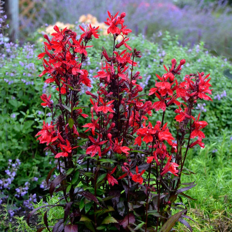 'Vulcan Red' Cardinal Flower 3 'Vulcan Red' Cardinal Flower