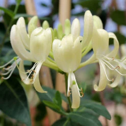 'Scentsation' Honeysuckle Vine 12 'Scentsation' Honeysuckle Vine -Green Haven Shop lonicera scentsation honeysuckle 4