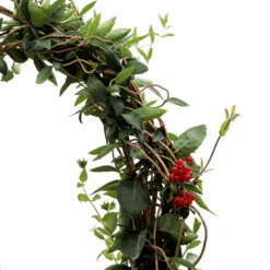 'Scentsation' Honeysuckle Vine 13 'Scentsation' Honeysuckle Vine -Green Haven Shop lonicera scentsation honeysuckle 5