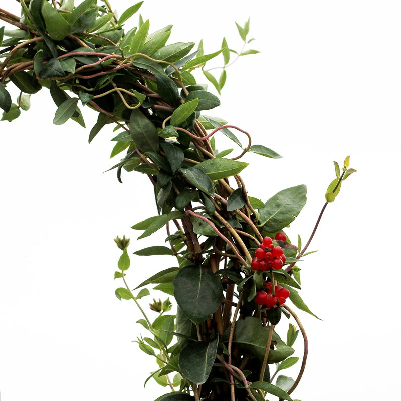 'Scentsation' Honeysuckle Vine 7 'Scentsation' Honeysuckle Vine - Image 5