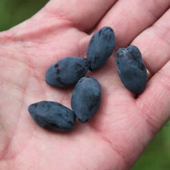 Yezberry Honey Bunch® Japanese Haskap -Green Haven Shop lonicera yezberry honey bunch 3 P