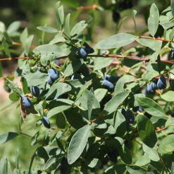 Yezberry Sugar Pie® Japanese Haskap -Green Haven Shop lonicera yezberry sugar pie 2 P