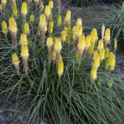 'Lucky Lemons' Red Hot Poker -Green Haven Shop lucky lemons red hot poker 2