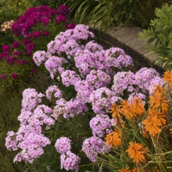 Luminary™ 'Opalescence' Phlox -Green Haven Shop luminary opalescence phlox 3