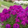 Luminary™ 'Ultraviolet' Tall Garden Phlox 1 Luminary™ 'Ultraviolet' Tall Garden Phlox -Green Haven Shop luminary ultraviolet phlox 1