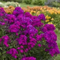 Luminary™ 'Ultraviolet' Tall Garden Phlox -Green Haven Shop luminary ultraviolet phlox 3