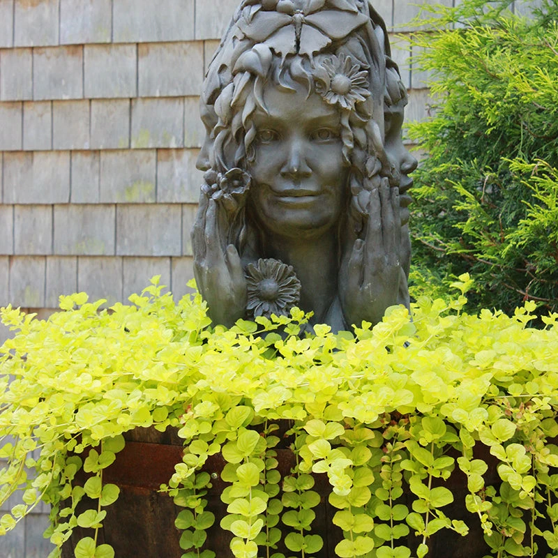 Yellow Creeping Jenny 10 Yellow Creeping Jenny - Image 8