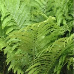 Ostrich Fern -Green Haven Shop matteuccia struthiopteris ostrich fern 2 sw