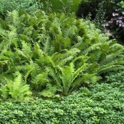 Ostrich Fern -Green Haven Shop matteuccia struthiopteris ostrich fern 3 sw