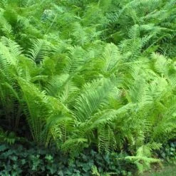 Ostrich Fern -Green Haven Shop matteuccia struthiopteris ostrich fern 5 sw