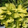 'Maui Buttercups' Hosta -Green Haven Shop maui buttercups hosta