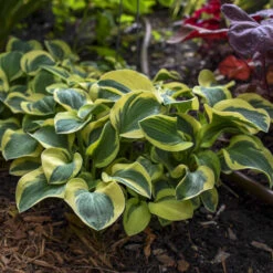 'Mighty Mouse' Hosta -Green Haven Shop mighty mouse hosta 3