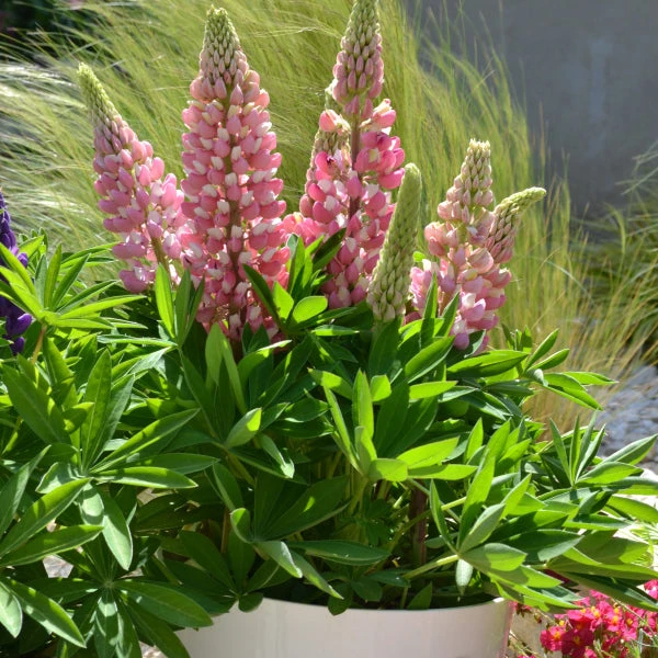Mini Gallery™ Pink Bicolor Lupine 4 Mini Gallery™ Pink Bicolor Lupine - Image 2