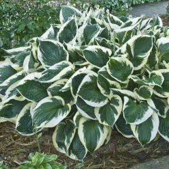 'Minuteman' Hosta -Green Haven Shop minuteman hosta 1