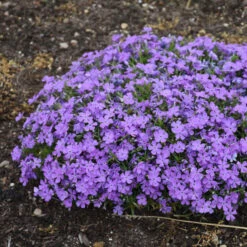 Mountainside™ 'Crater Lake' Phlox -Green Haven Shop mountainside crater lake phlox 2