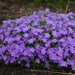 Mountainside™ 'Crater Lake' Phlox -Green Haven Shop mountainside crater lake phlox 3