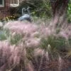 Pink Muhly Grass -Green Haven Shop muhlenbergia capillars pink muhly grass 1 sw