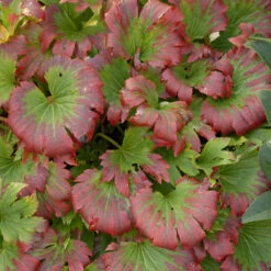 Red-Leafed Mukdenia -Green Haven Shop mukdenia rossii karasuba 2