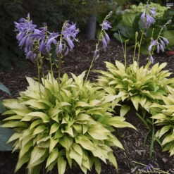 'Munchkin Fire' Hosta -Green Haven Shop munchkin fire hosta 4