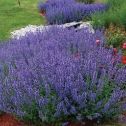 Drought Resistant+ Long Blooming Collection -Green Haven Shop nepeta walkers low catmint 1 82af1ac4 82ee 48eb a54e 6ba5dd40a07d