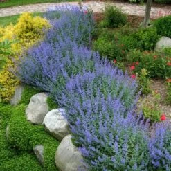 Walker's Low Catmint -Green Haven Shop nepeta walkers low catmint 3