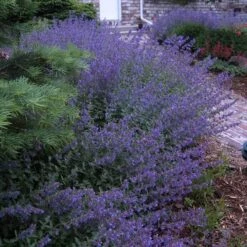 Walker's Low Catmint -Green Haven Shop nepeta walkers low catmint 6
