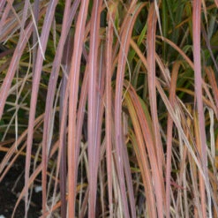 'Oktoberfest' Maiden Grass 7 'Oktoberfest' Maiden Grass -Green Haven Shop oktoberfest miscanthus 3