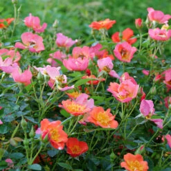 Oso Easy® Hot Paprika® Rose -Green Haven Shop oso easy hot paprika rose 10