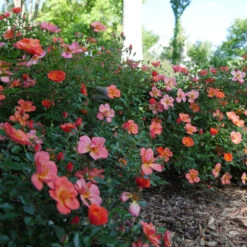 Oso Easy® Hot Paprika® Rose -Green Haven Shop oso easy hot paprika rose 11