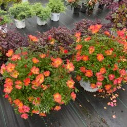 Oso Easy® Hot Paprika® Rose -Green Haven Shop oso easy hot paprika rose 4