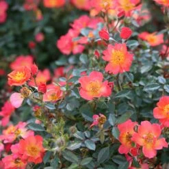 Oso Easy® Hot Paprika® Rose -Green Haven Shop oso easy hot paprika rose 9