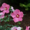 Paraplu Rouge™ Rose Of Sharon