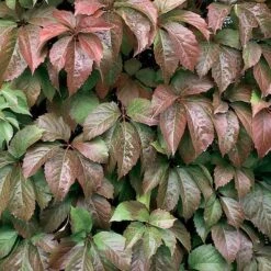 Red Wall® Virginia Creeper -Green Haven Shop parthenocissus red wall virginia creeper 3