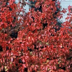 Red Wall® Virginia Creeper -Green Haven Shop parthenocissus red wall virginia creeper 4