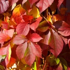 Red Wall® Virginia Creeper -Green Haven Shop parthenocissus red wall virginia creeper 5