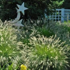 'Hameln' Fountain Grass -Green Haven Shop pennisetum hameln dwarf fountain grass 4 sw
