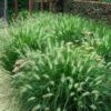 'Hameln' Fountain Grass -Green Haven Shop pennisetum hameln dwarf fountain grass 5 sw