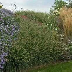 'Hameln' Fountain Grass -Green Haven Shop pennisetum hameln dwarf fountain grass 6 sw