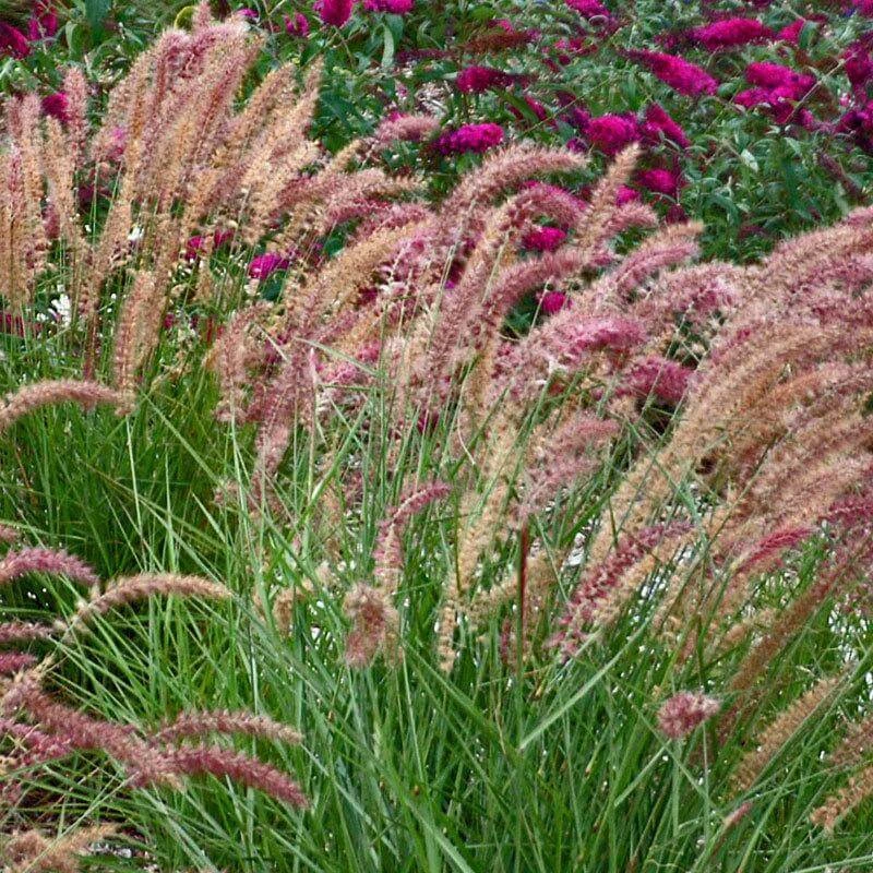 'Karley Rose' Fountain Grass 3 'Karley Rose' Fountain Grass
