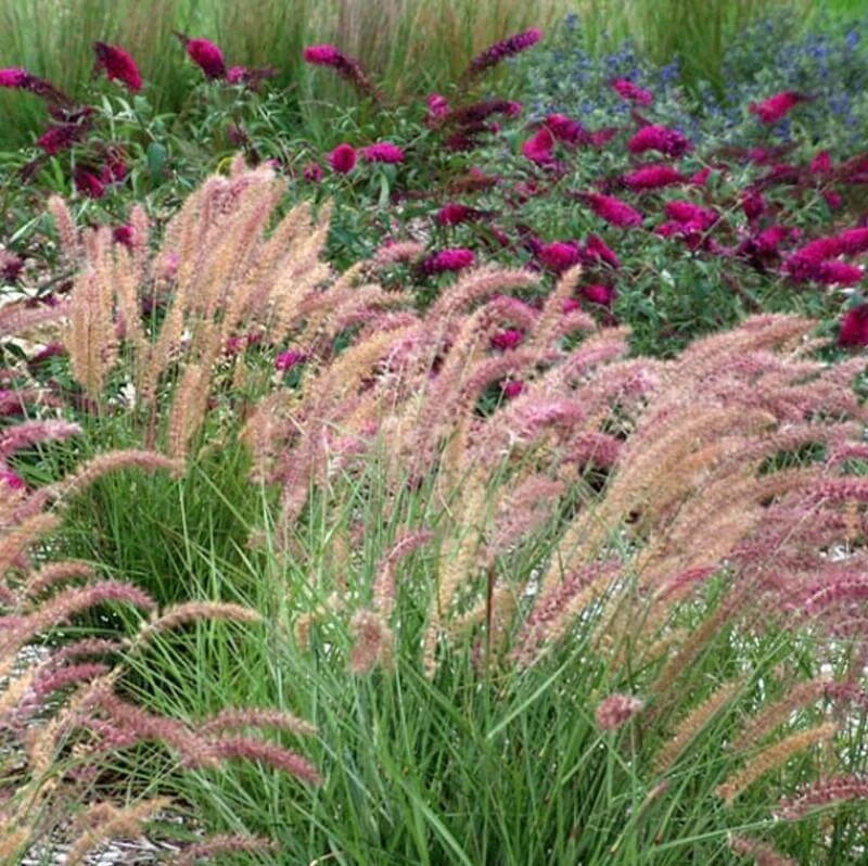 'Karley Rose' Fountain Grass 5 'Karley Rose' Fountain Grass - Image 3